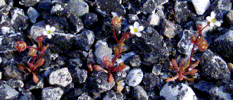 20061118174135-2061118-flores-en-el-asfalto.gif