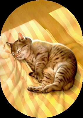 El gato |Claudio Magris|