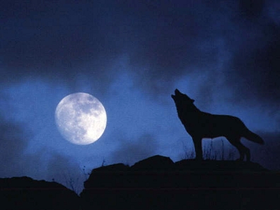 · Lobo ·